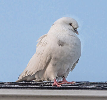White bird of Easter